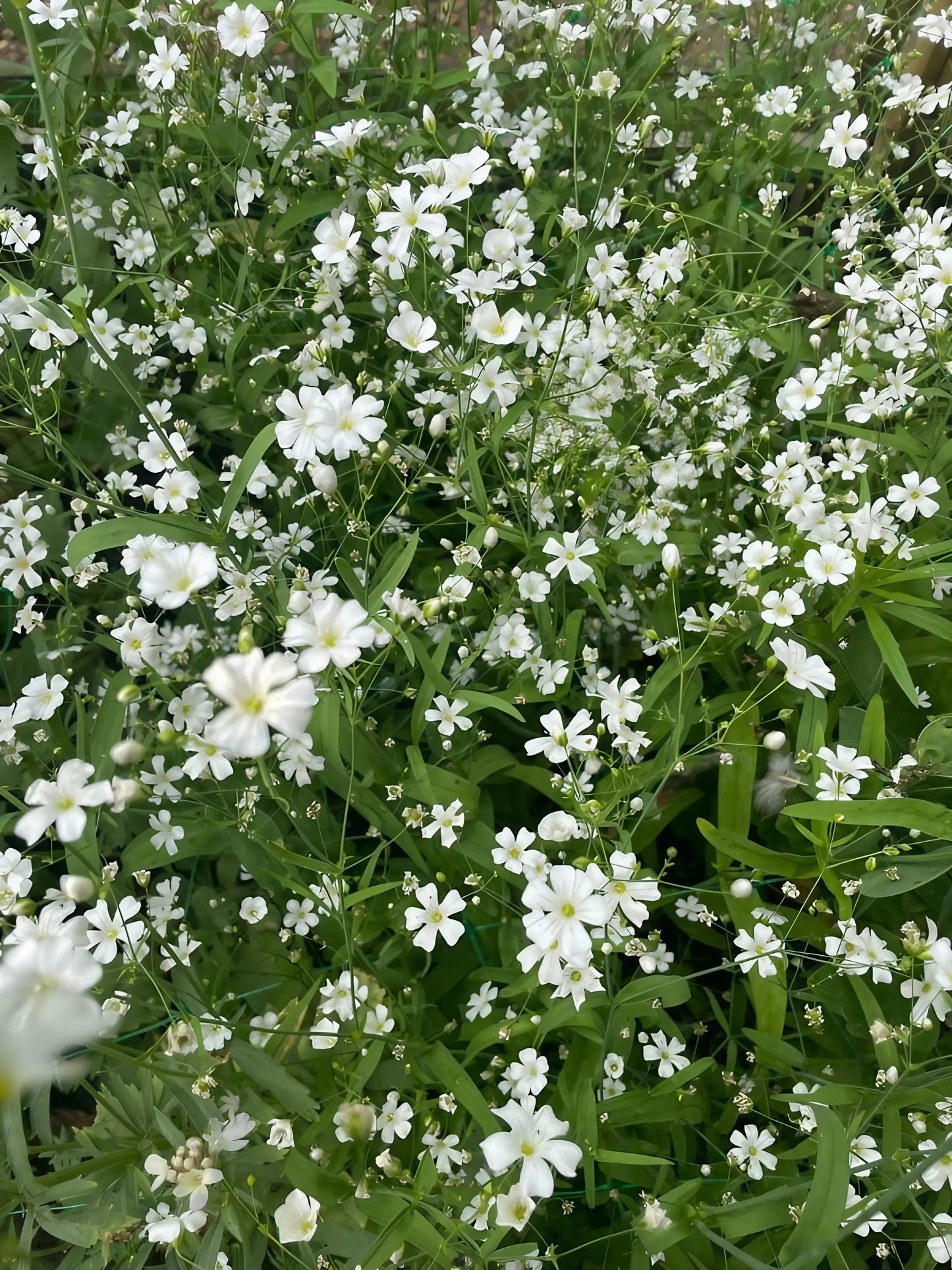 Gypsophila elegans Covent Garden