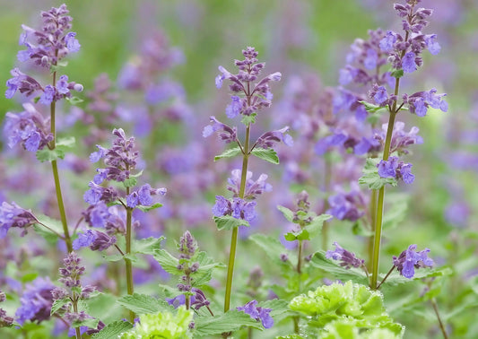Nepeta Mussinii - Catmint