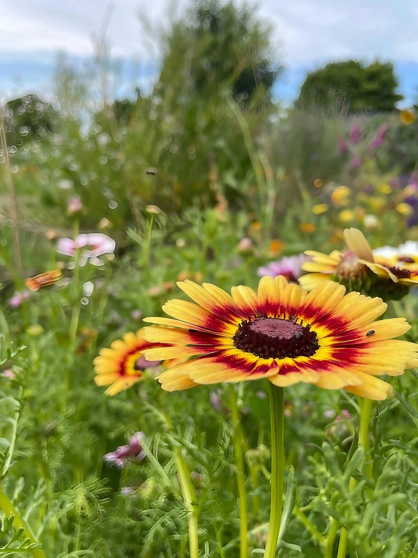 Chrysanthemum Painted Daisies