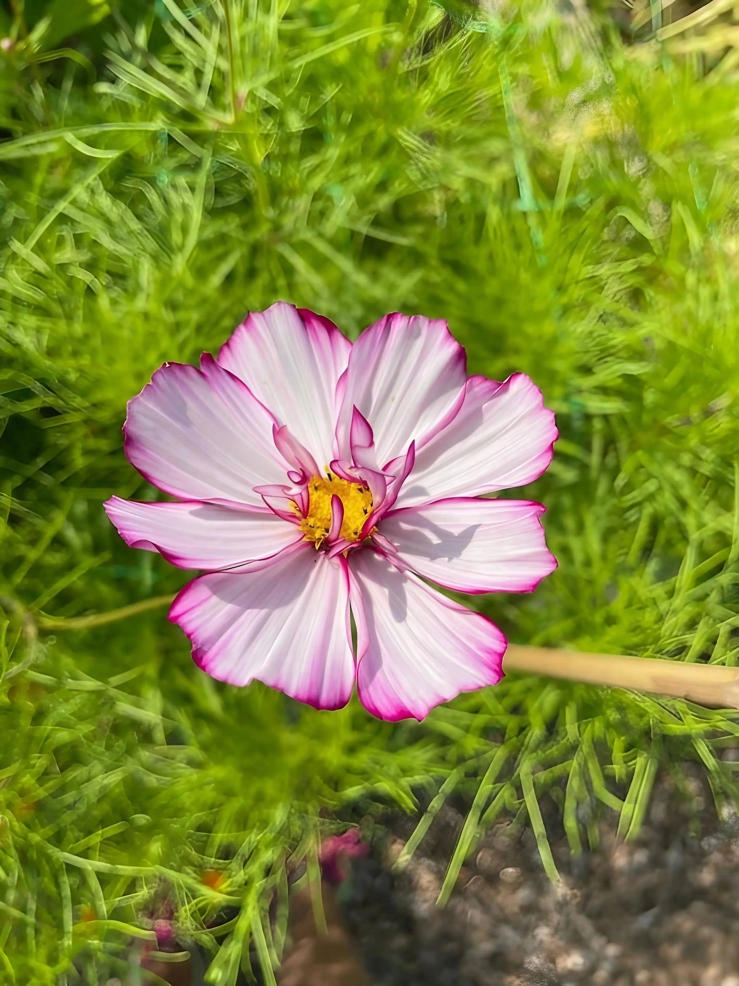 Cosmos Fizzy Rose