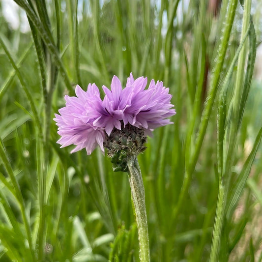 Cornflower Mauve Boy