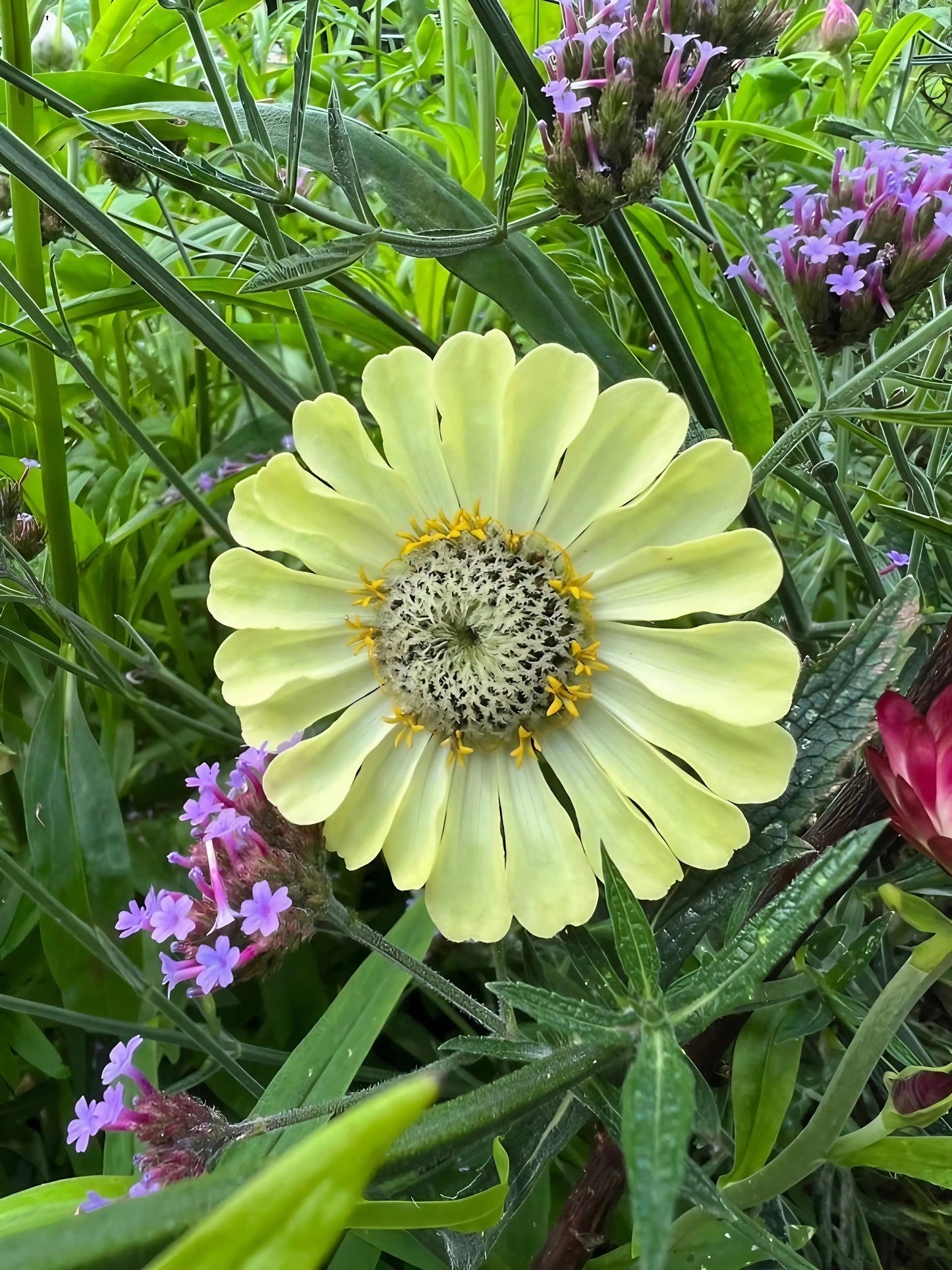 Zinnia Green Envy