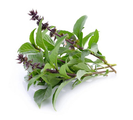 Basil Holy Thai