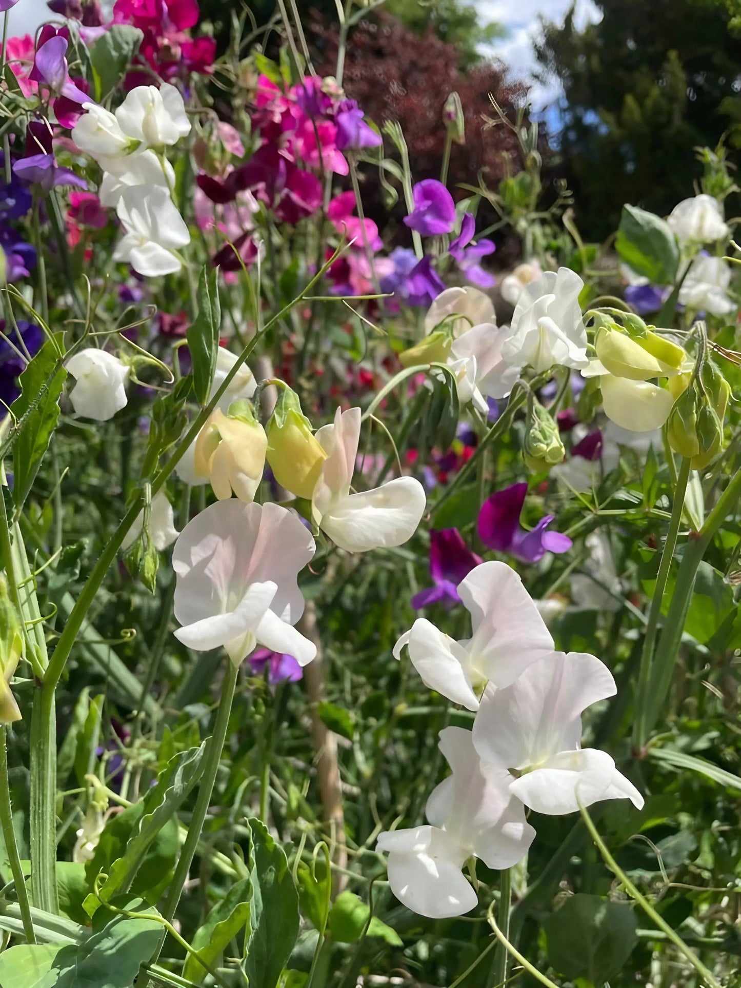 Sweet Pea Bishy Barnabee Mix