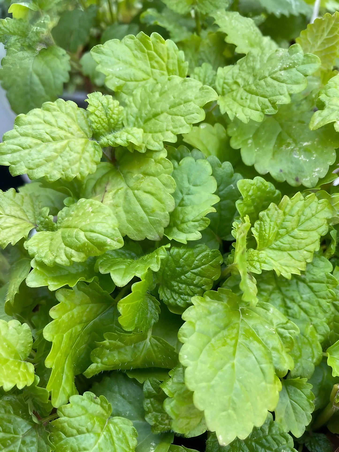 Lemon Balm