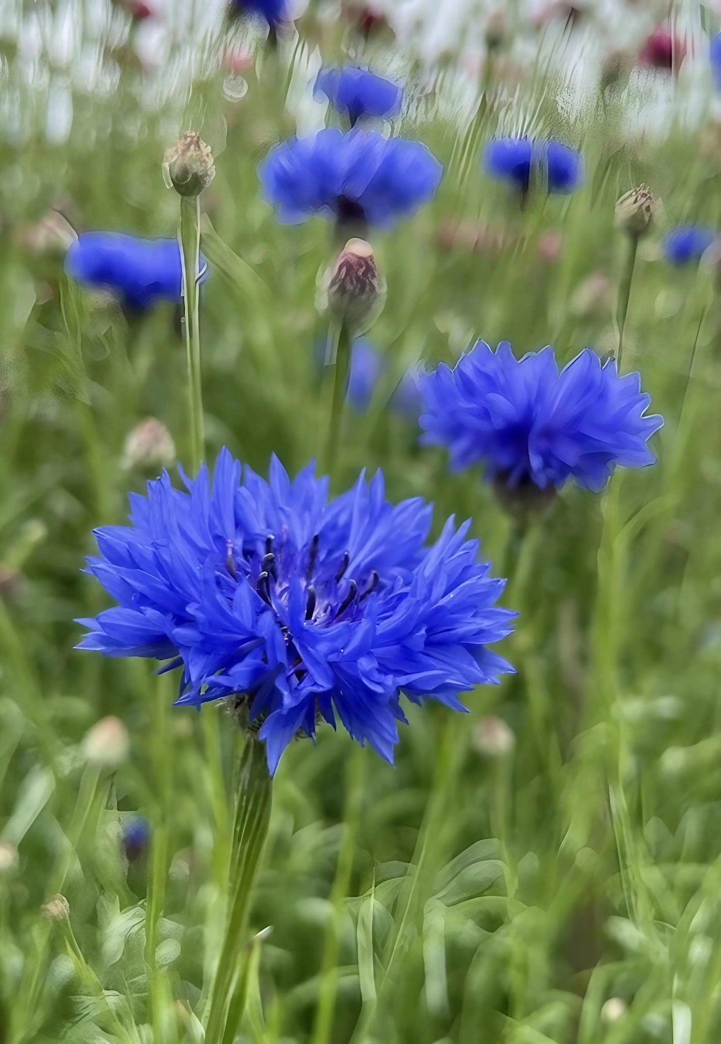 Cornflower Blue Ball