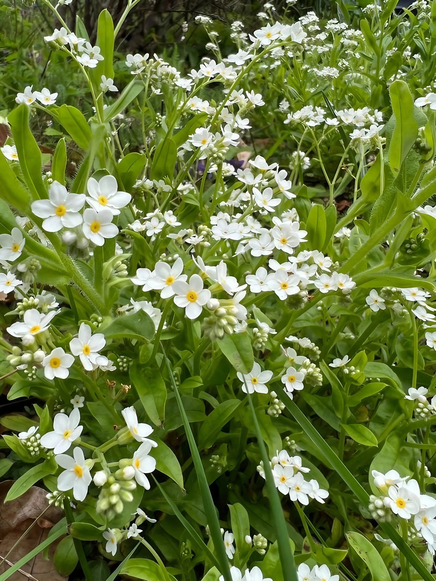 Forget-me-not White