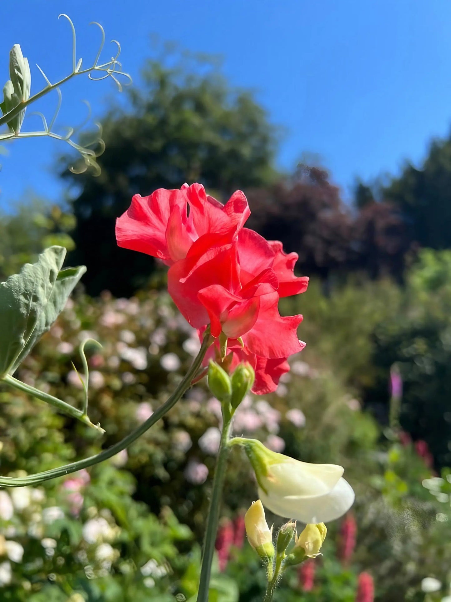 Sweet Pea Parfume Edith Flanagan