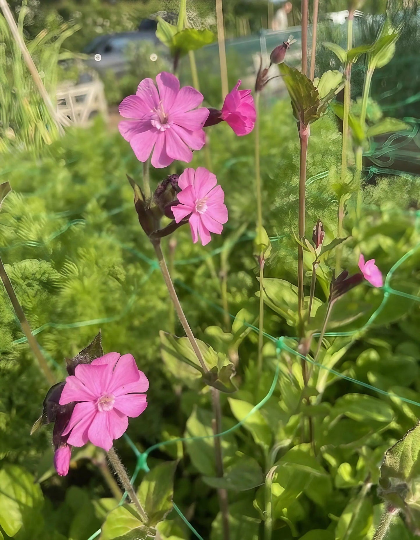 Red Campion