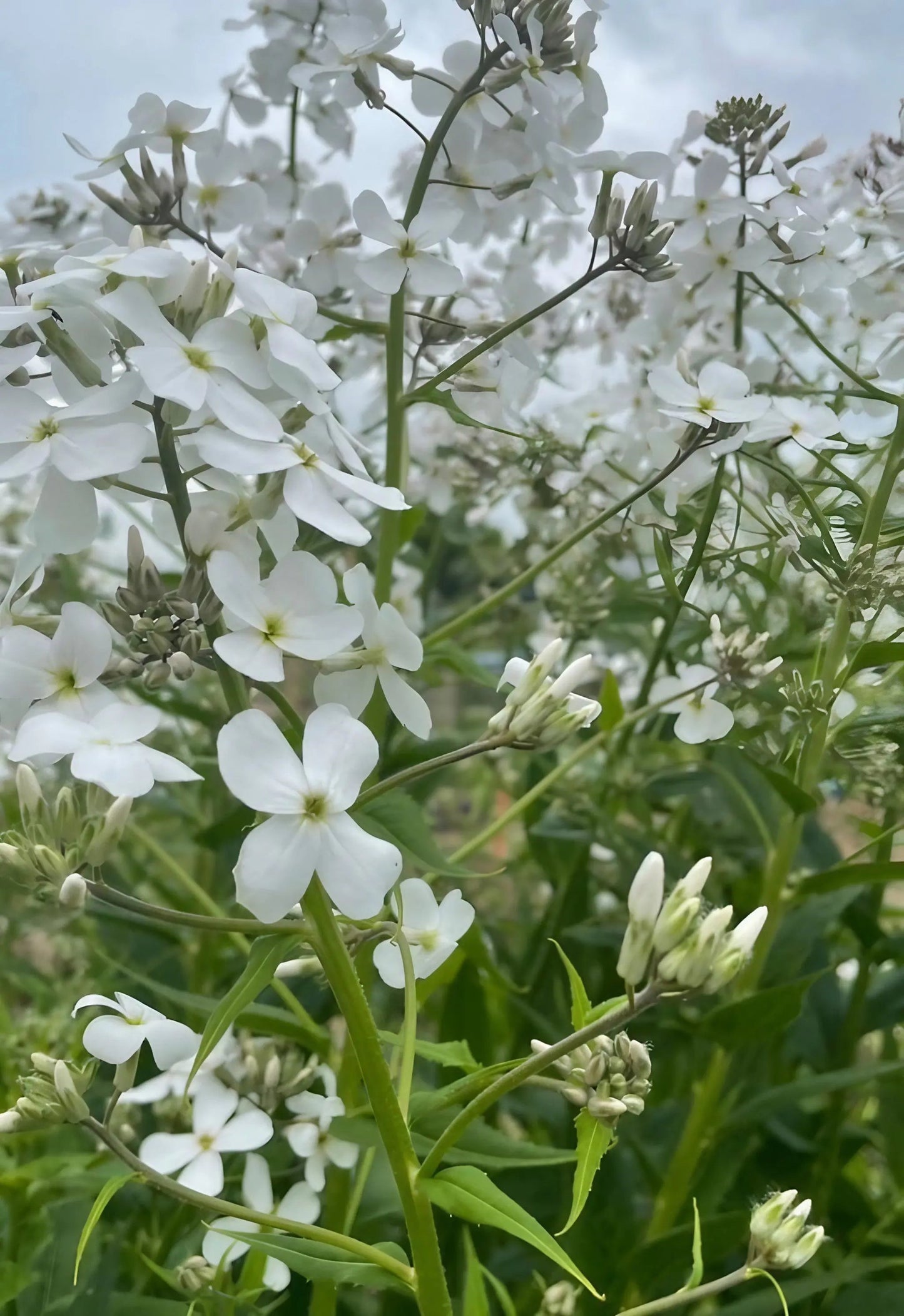 Hesperis matronalis White (Sweet Rocket)