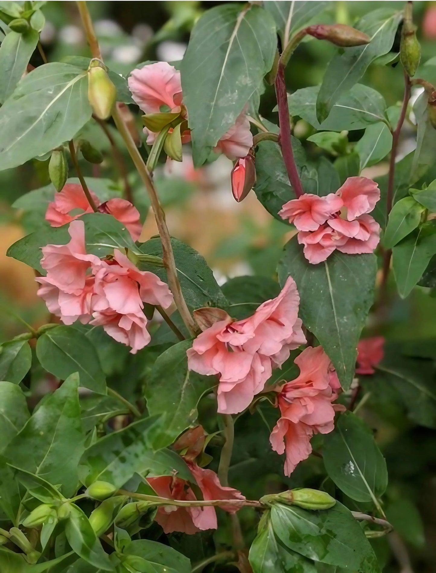 Clarkia Crown Double Mix