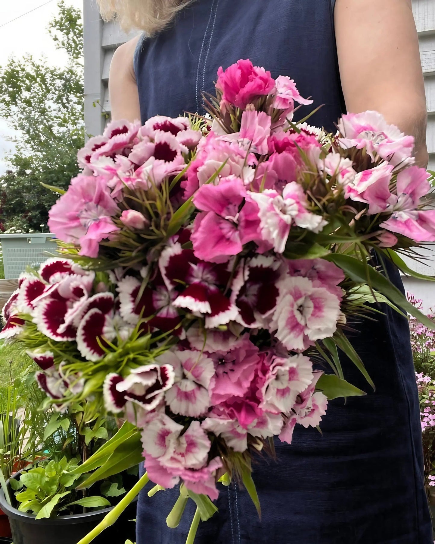 Sweet William Auricula Eyed Mixed