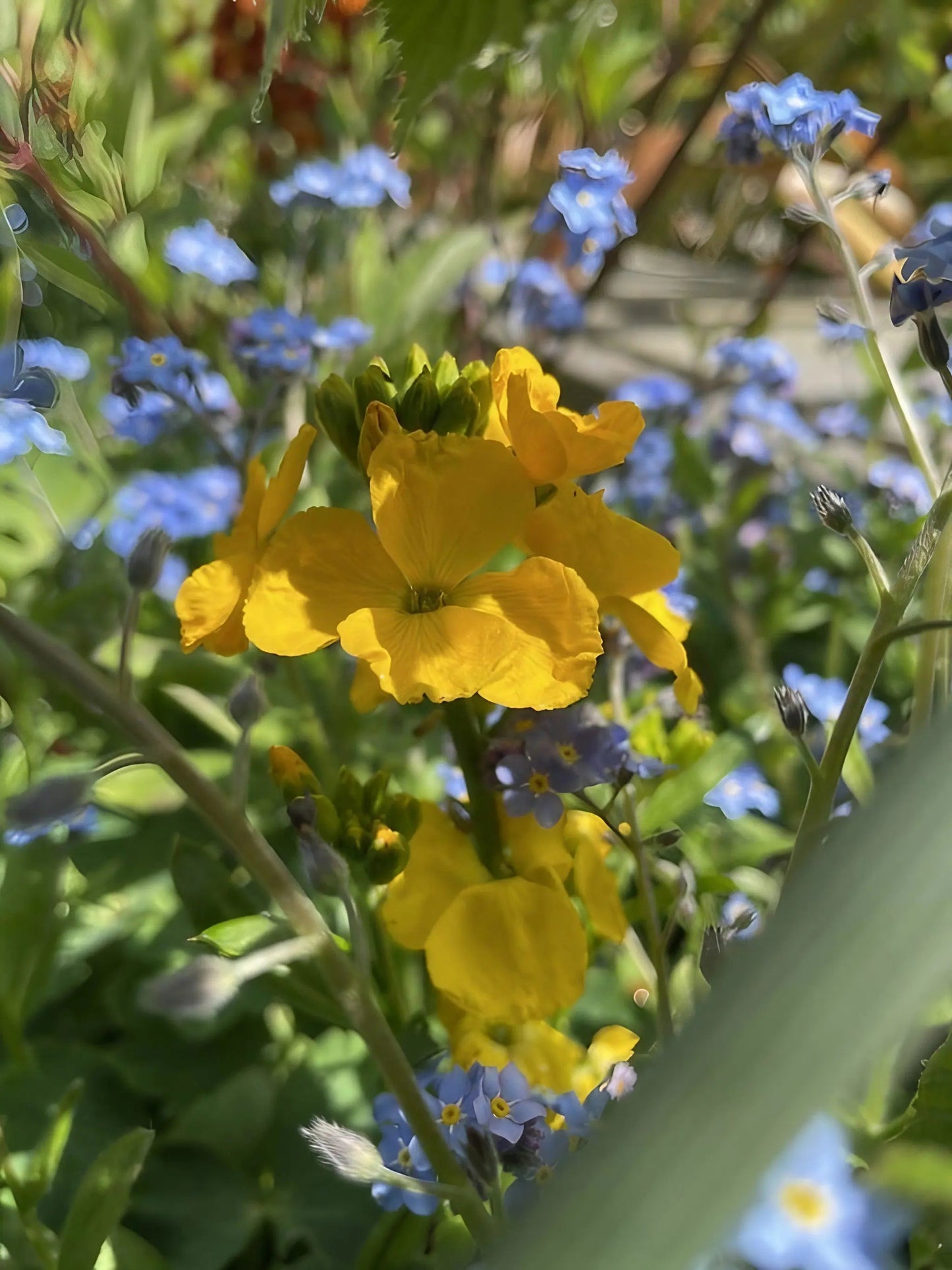 Wallflower Cloth of Gold