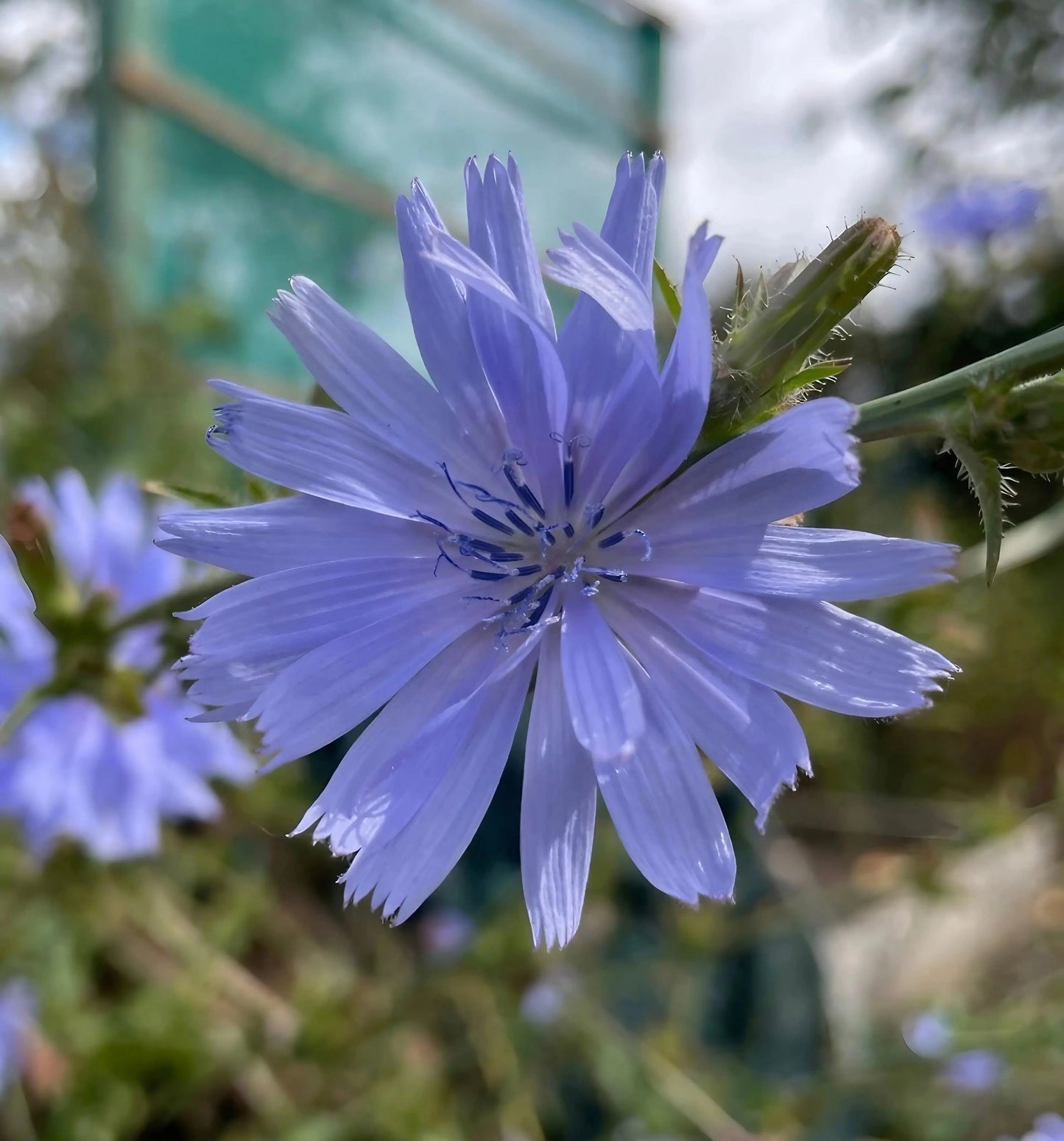 Chicory Wild