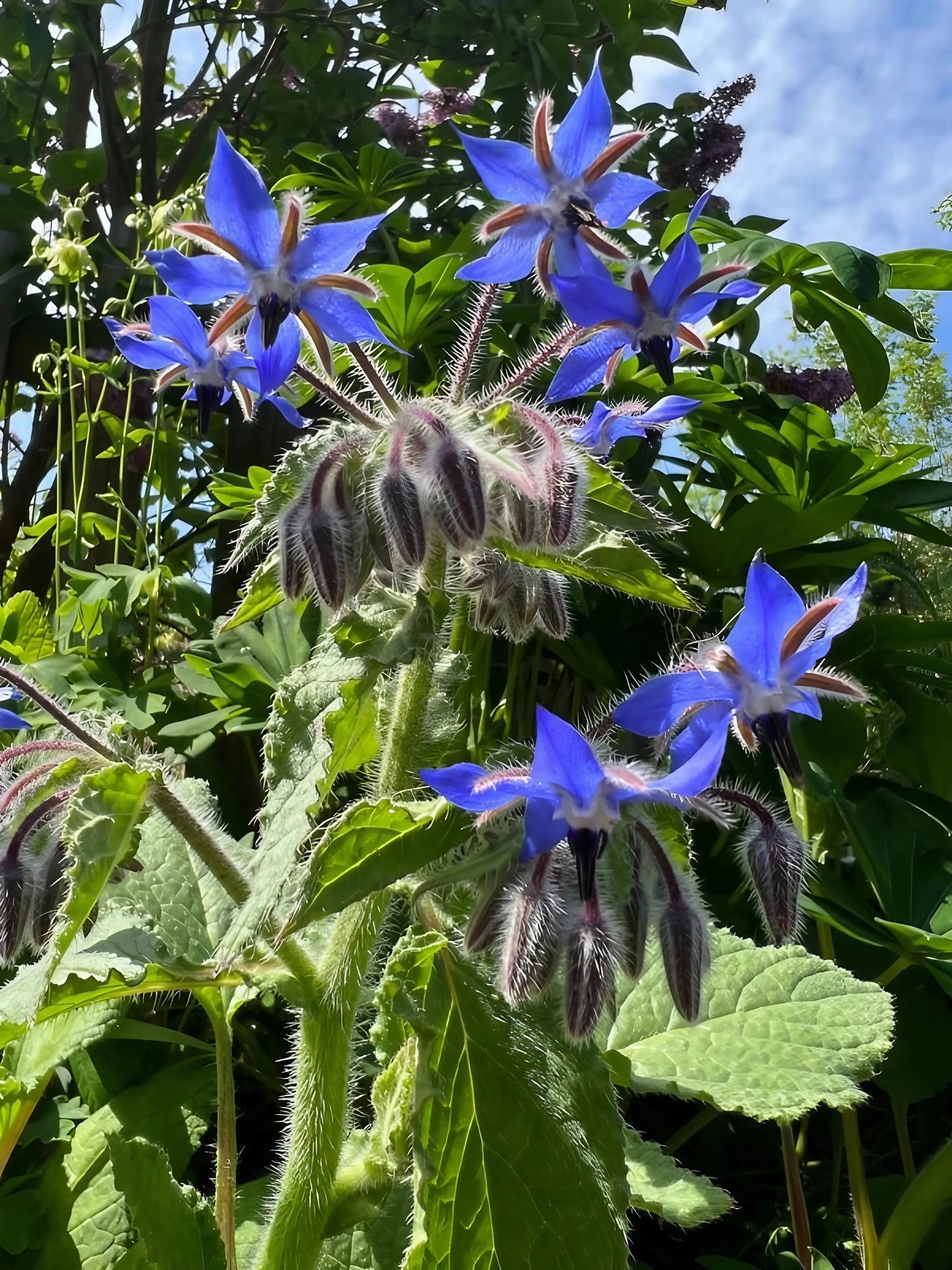 Borage