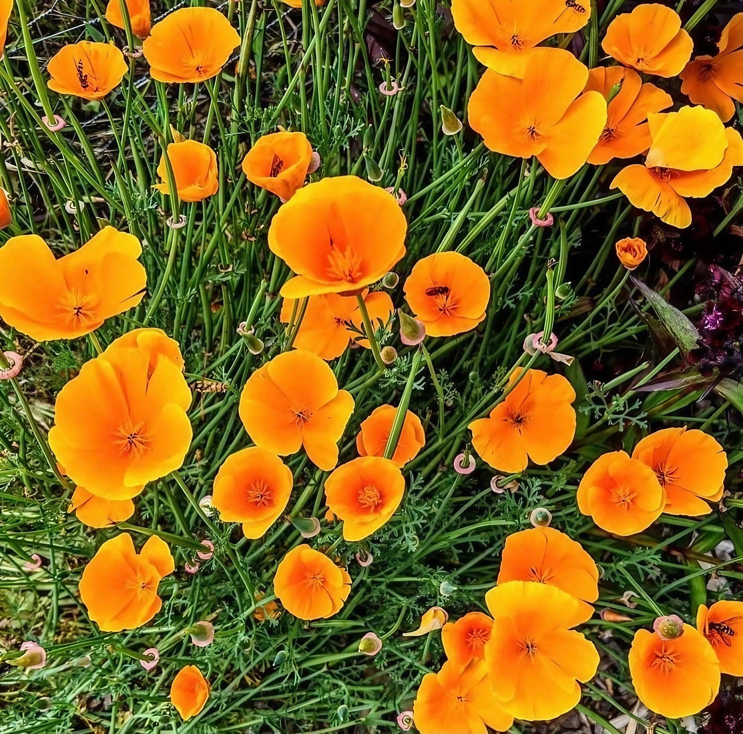 Poppy Californian Golden West