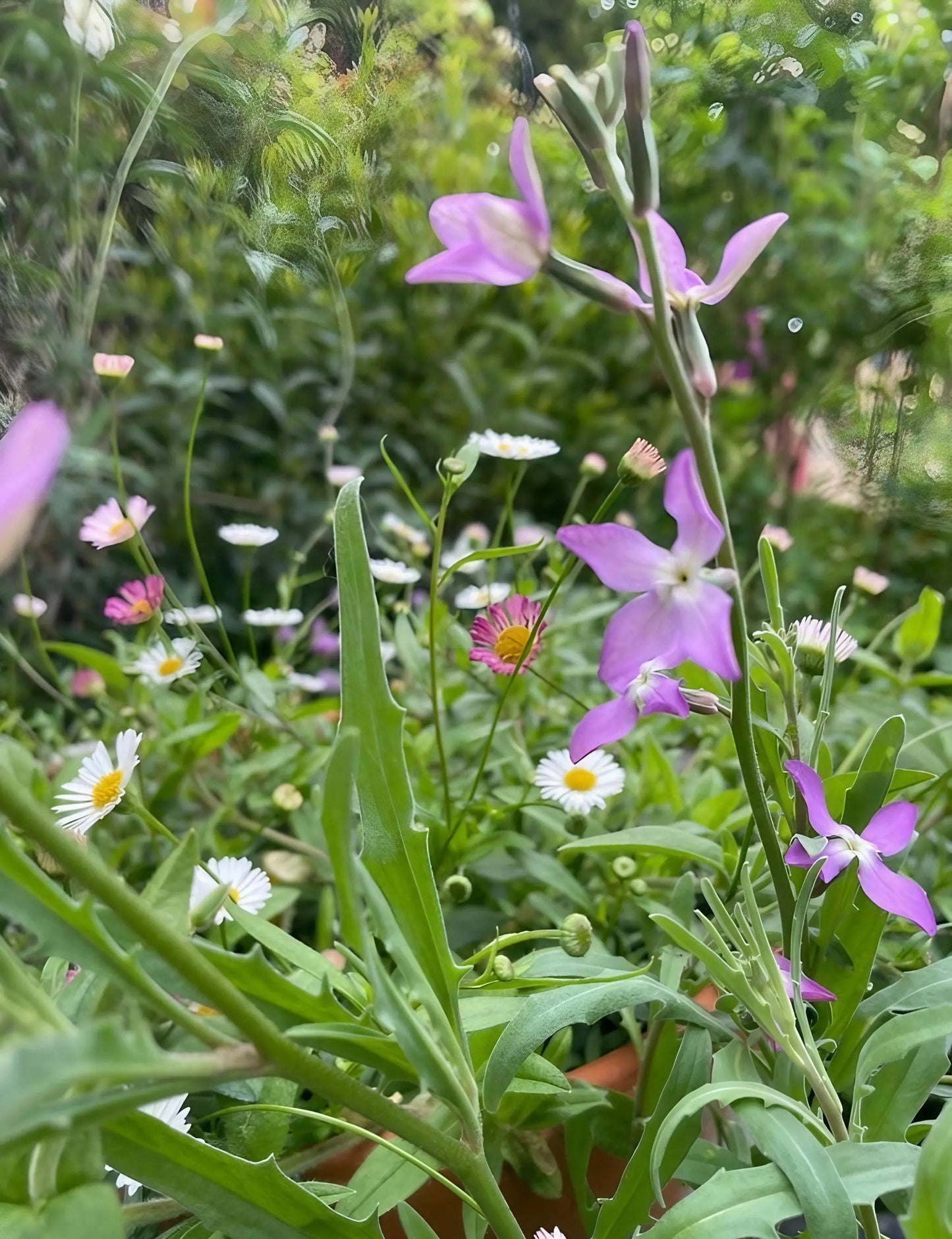 Stocks Night Scented