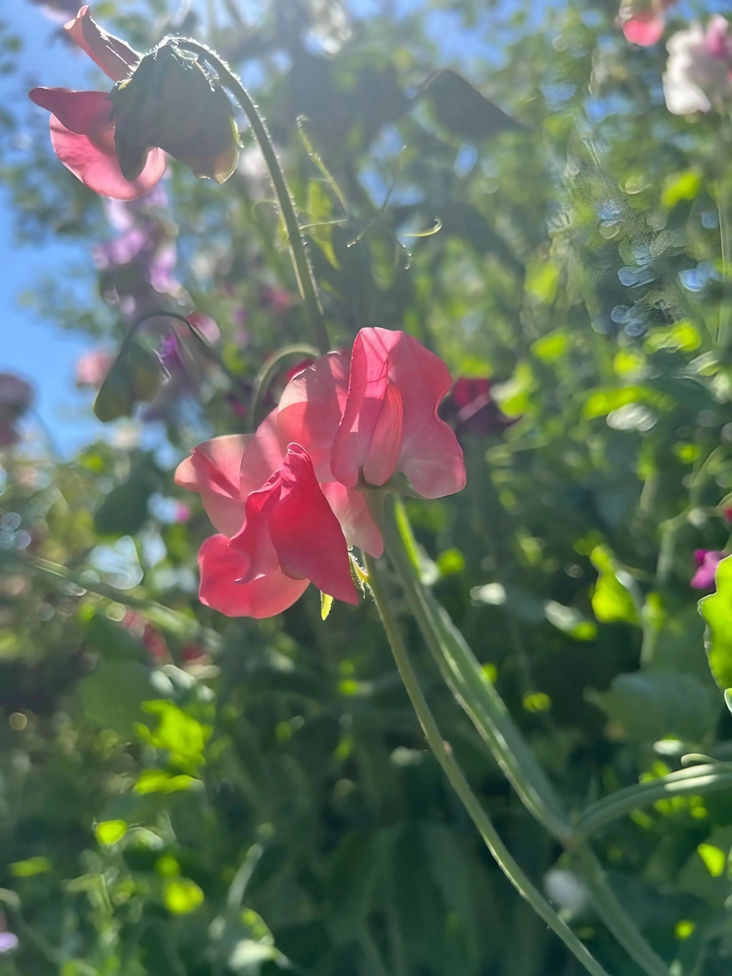 Sweet Pea Parfume Edith Flanagan