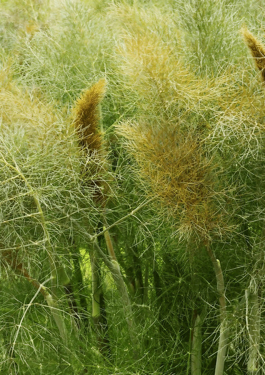 Bronze Fennel