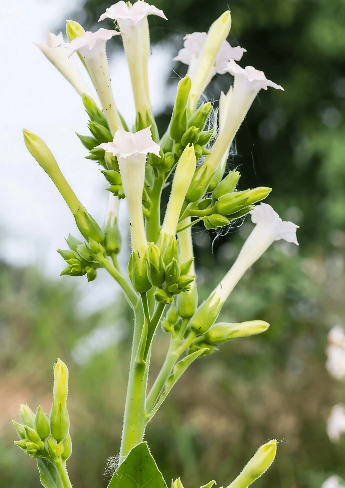 Nicotiana White Trumpets