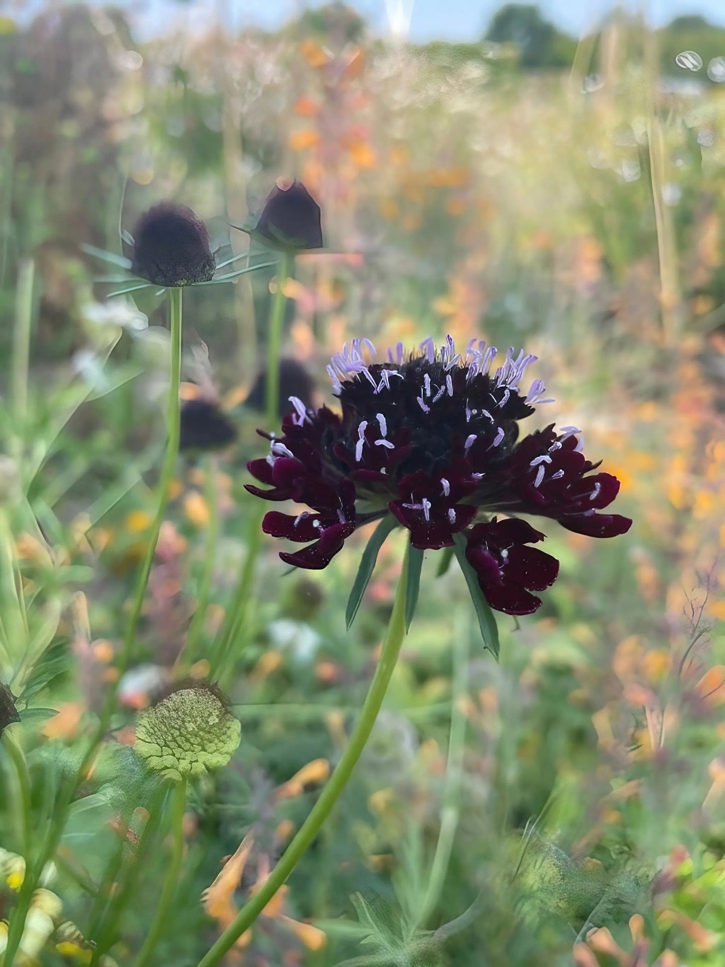 Scabious Black Knight