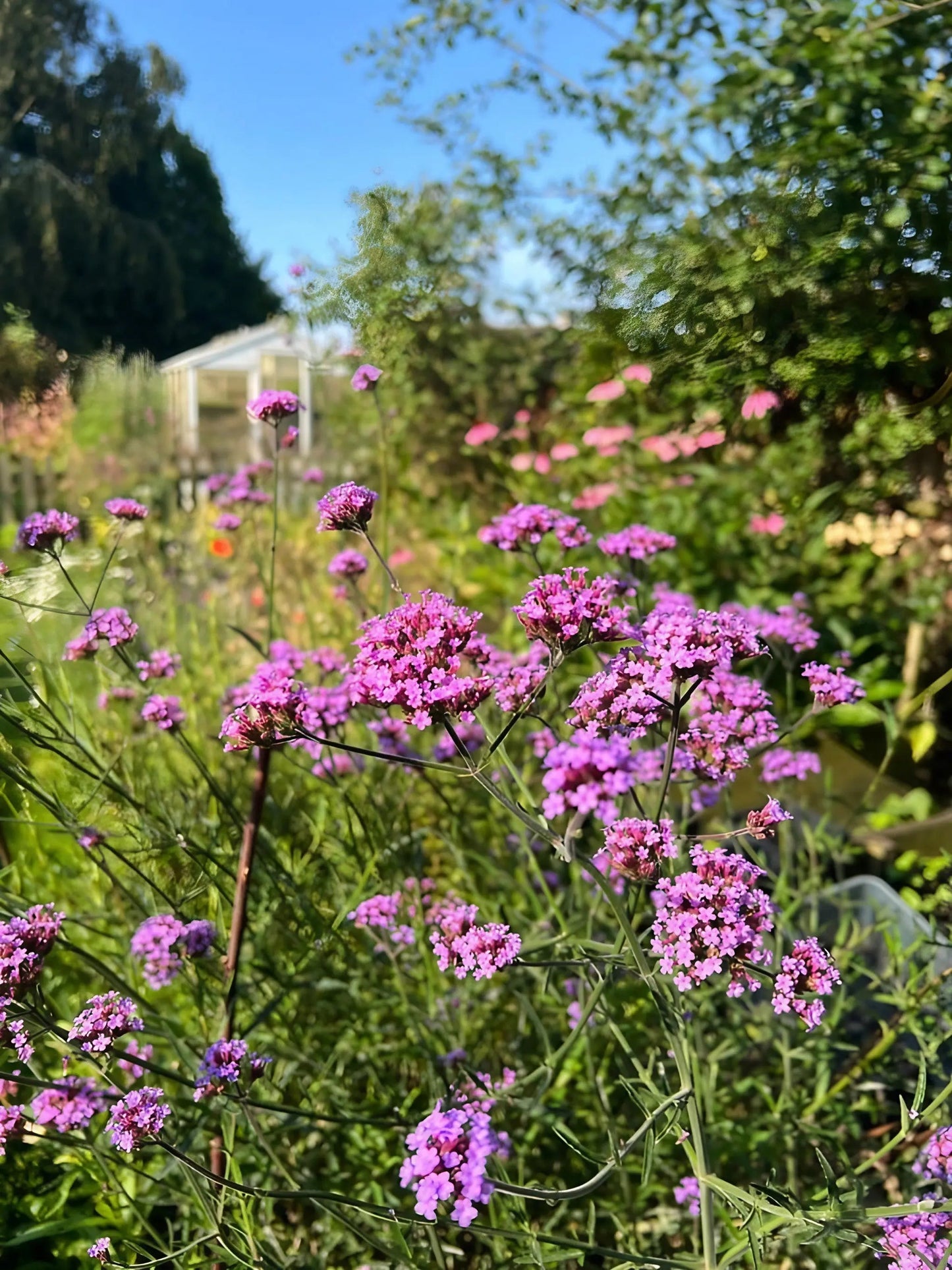 Verbena Bonariensis