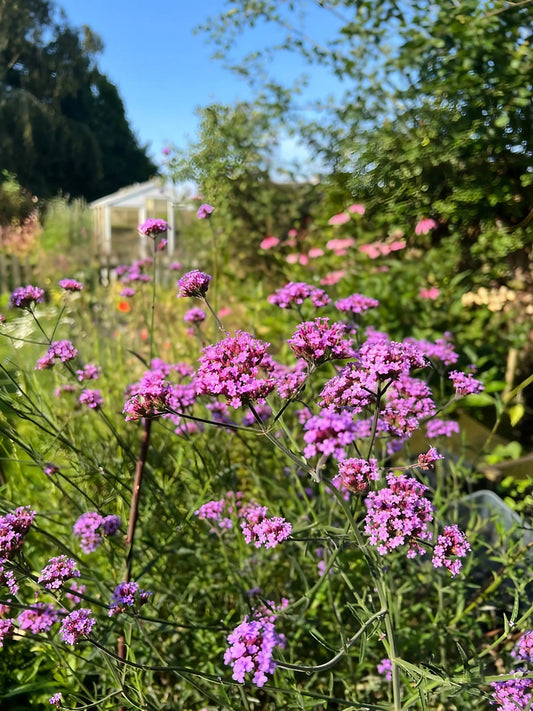 Verbena bonariensis