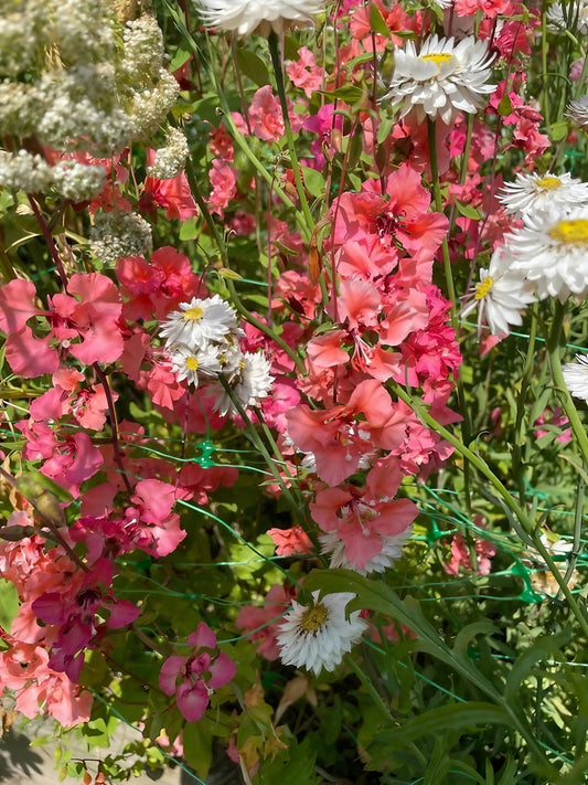 Clarkia Crown Double Mix