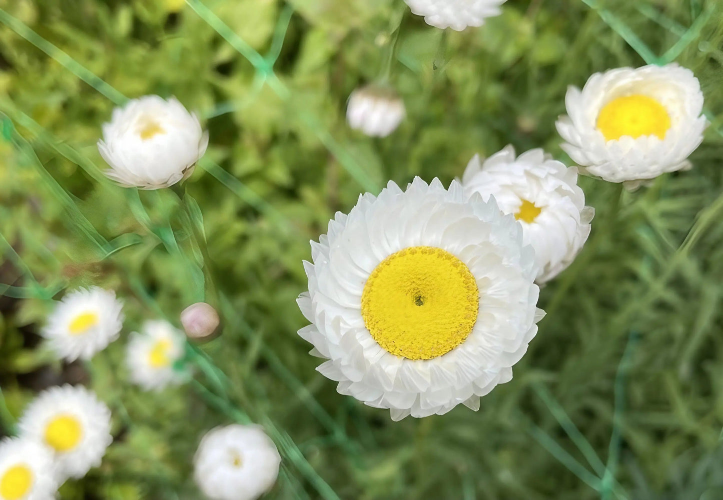 Strawflower Acroclinium Grandiflorum Mixed