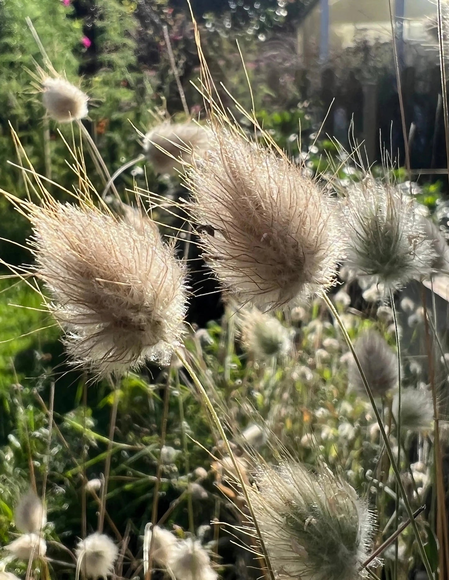 Bunny Tails - Lagurus Ovatus