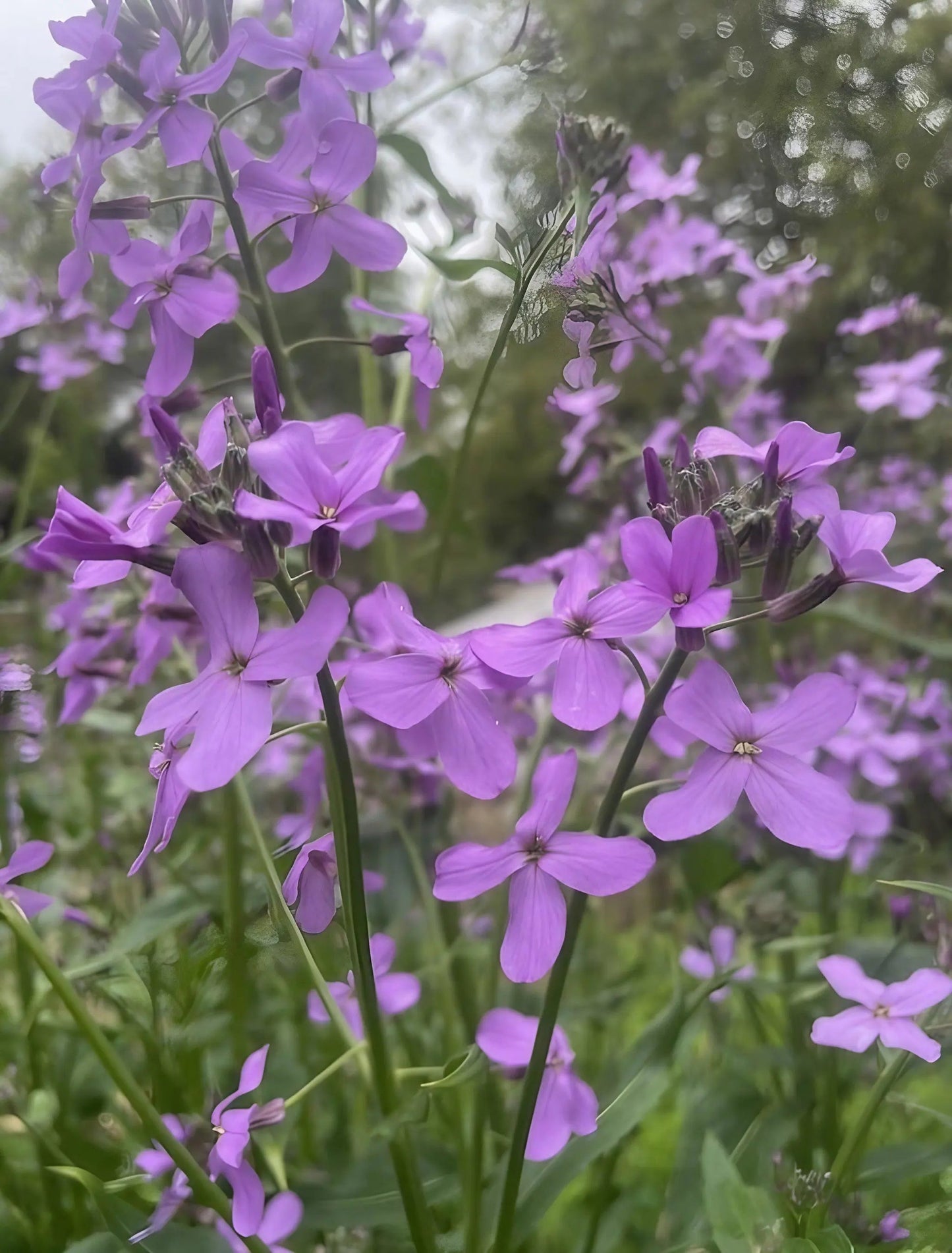 Hesperis matronalis Purple (Sweet Rocket)