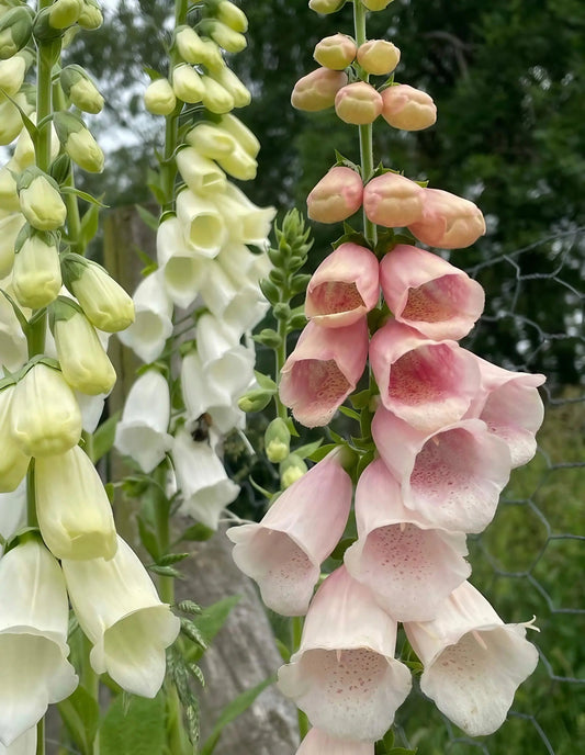 Foxglove Bishy Barnabee Mix