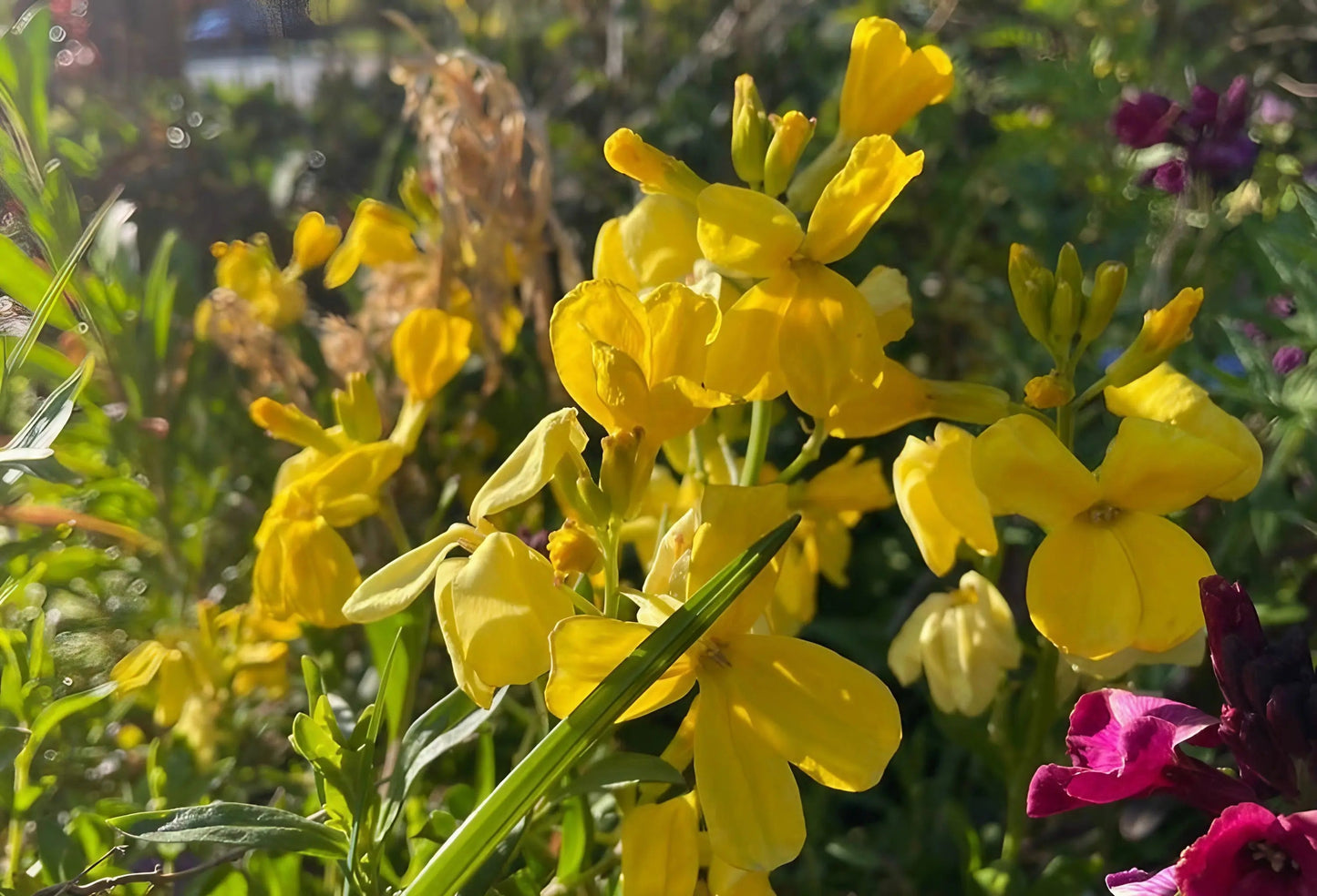 Wallflower Cloth of Gold