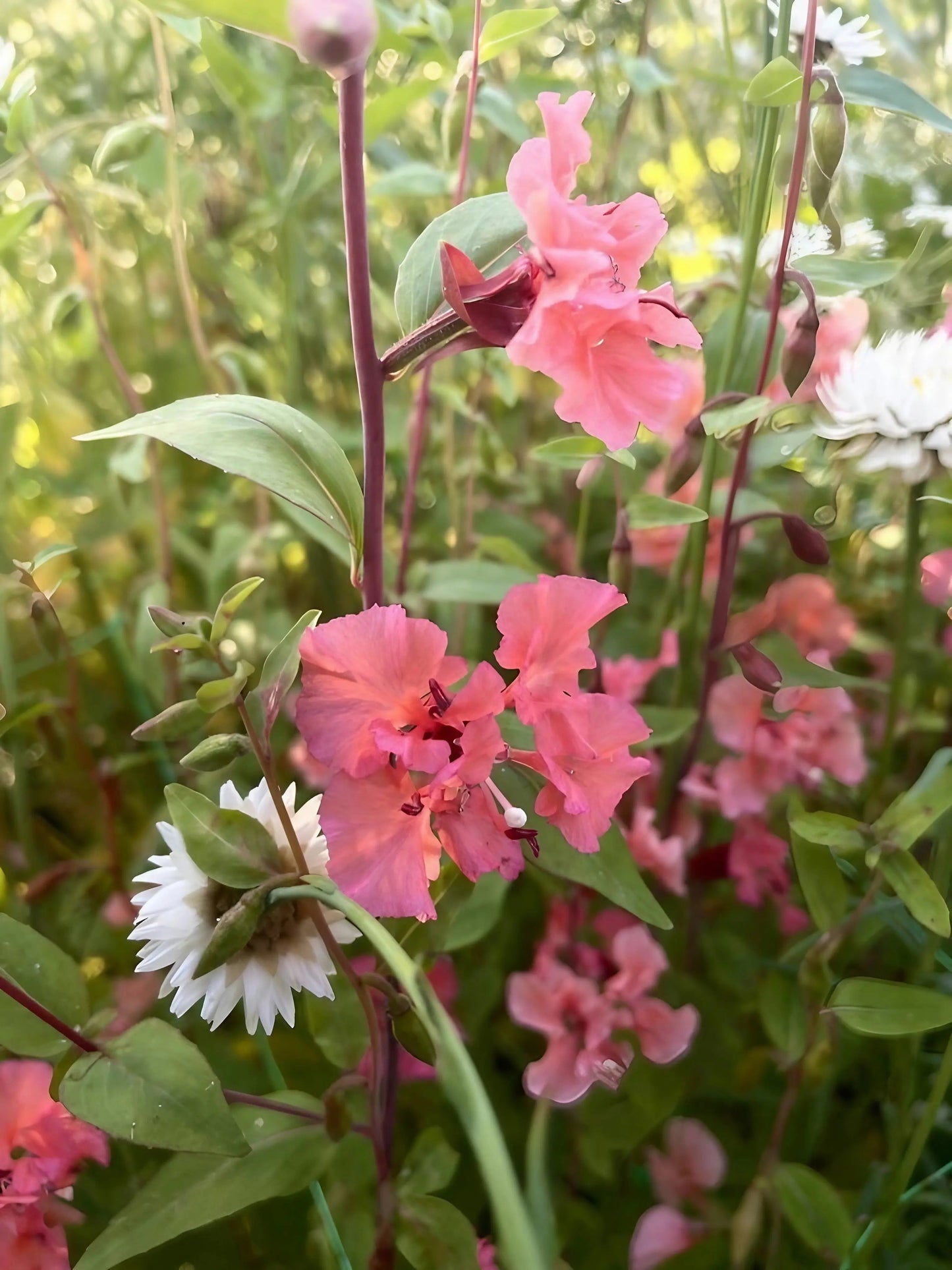 Clarkia Crown Double Mix