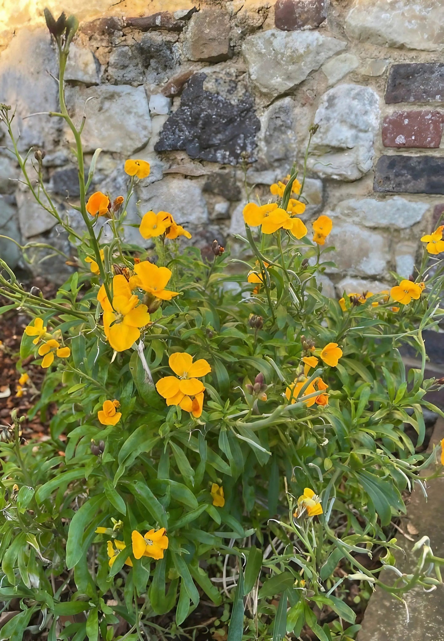 Wallflower Cloth of Gold