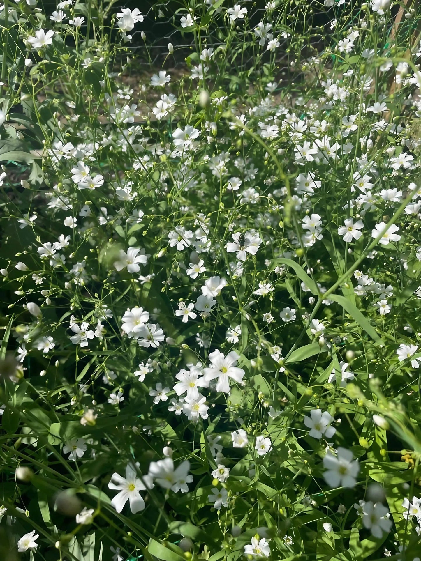 Gypsophila elegans Covent Garden