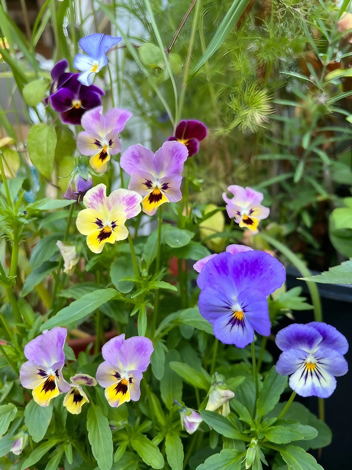 Viola Cornuta Large Flower Mix