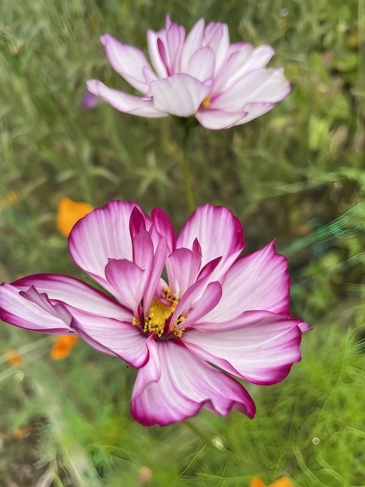 Cosmos Fizzy Rose