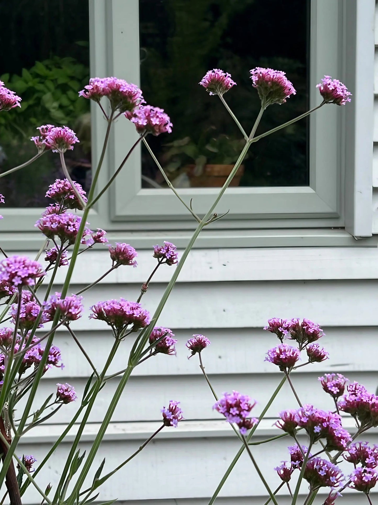 Verbena Bonariensis