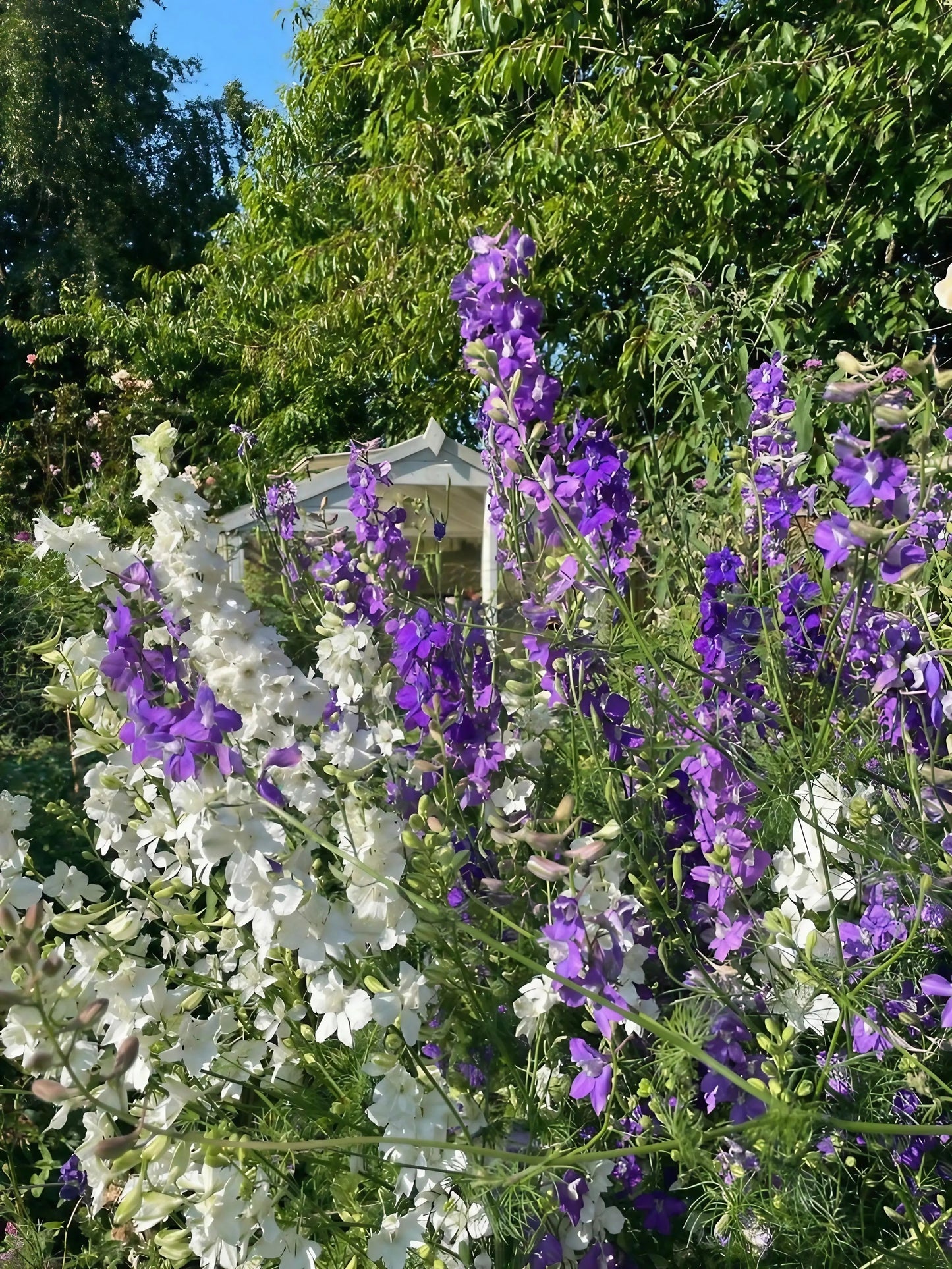 Larkspur Giant Imperial Mix