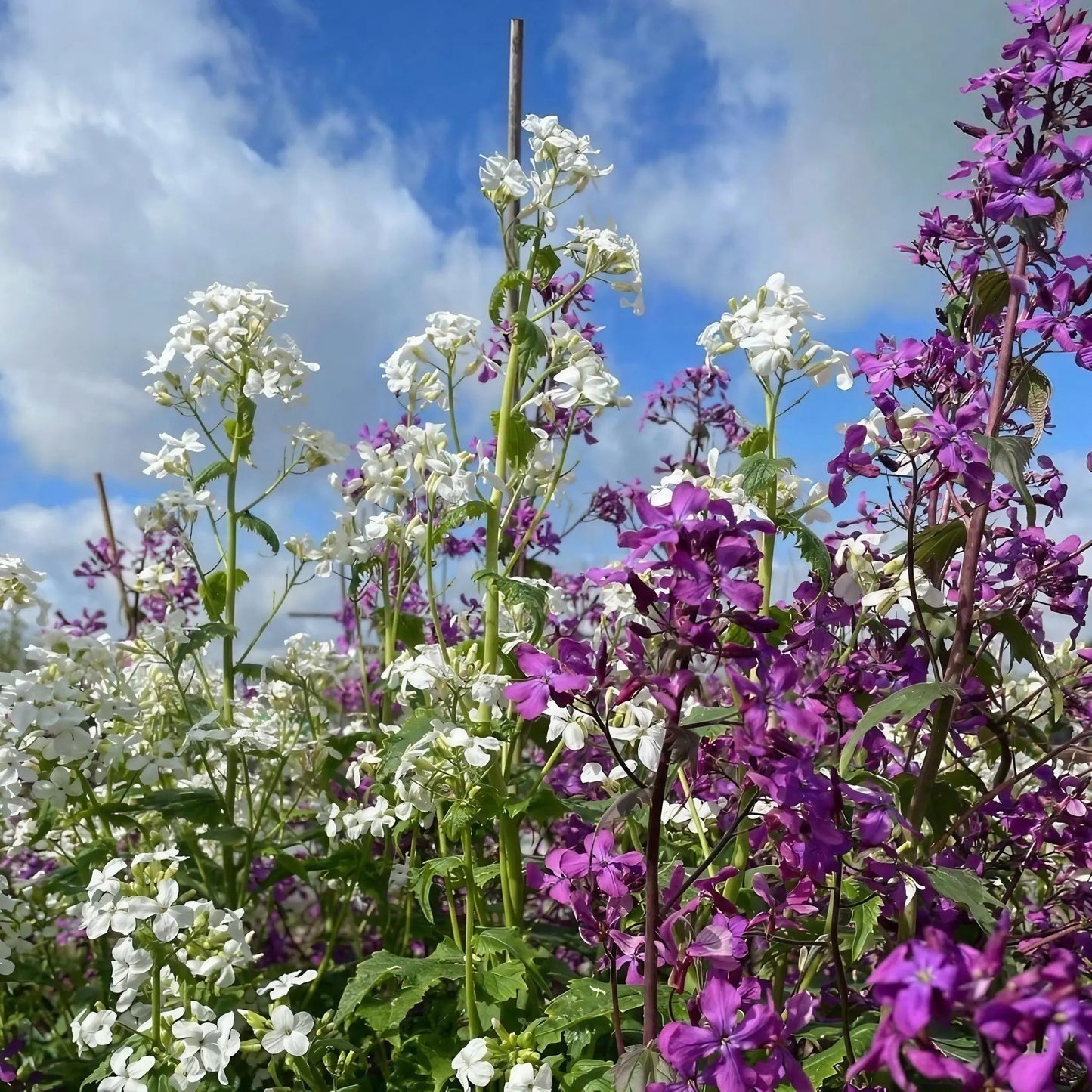 Honesty (Lunaria Annua) Mixed