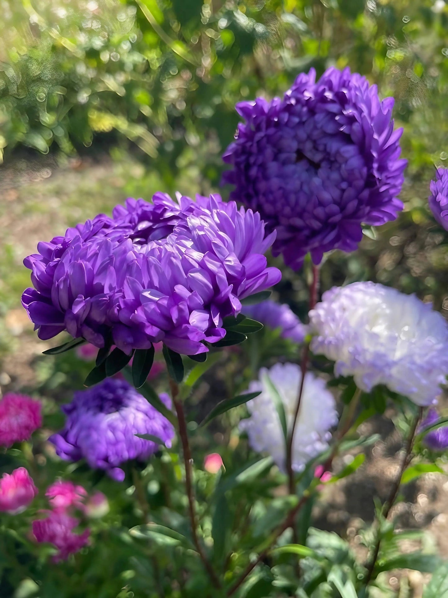 Aster China Peony Mix