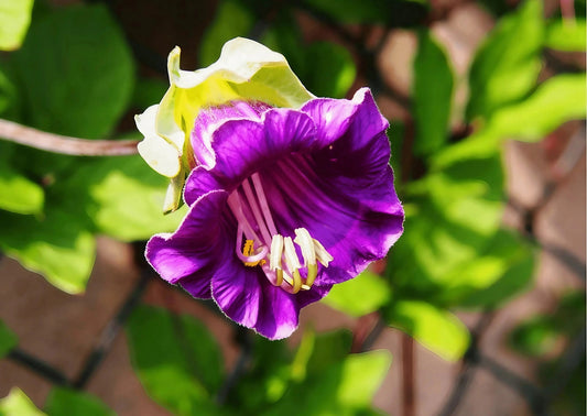 Cobaea scandens Purple