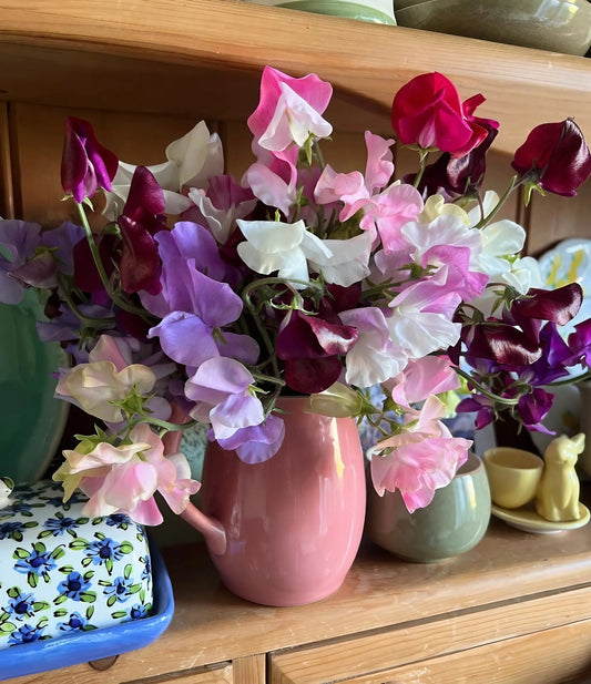 Sweet Pea Bishy Barnabee Mix