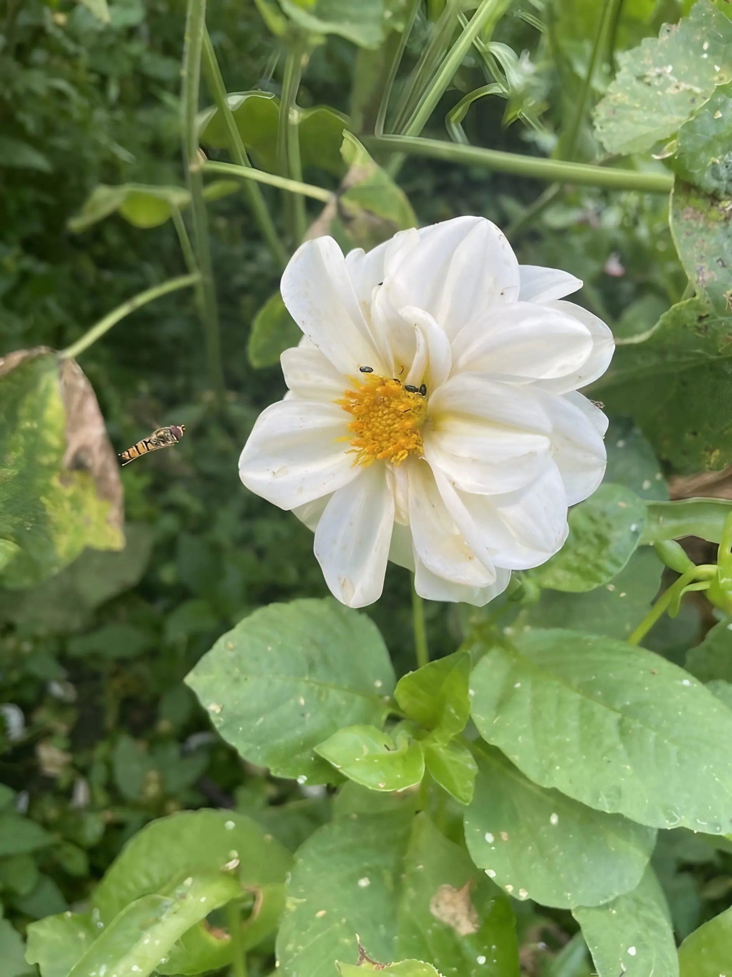 Dahlia Early Bird Mix