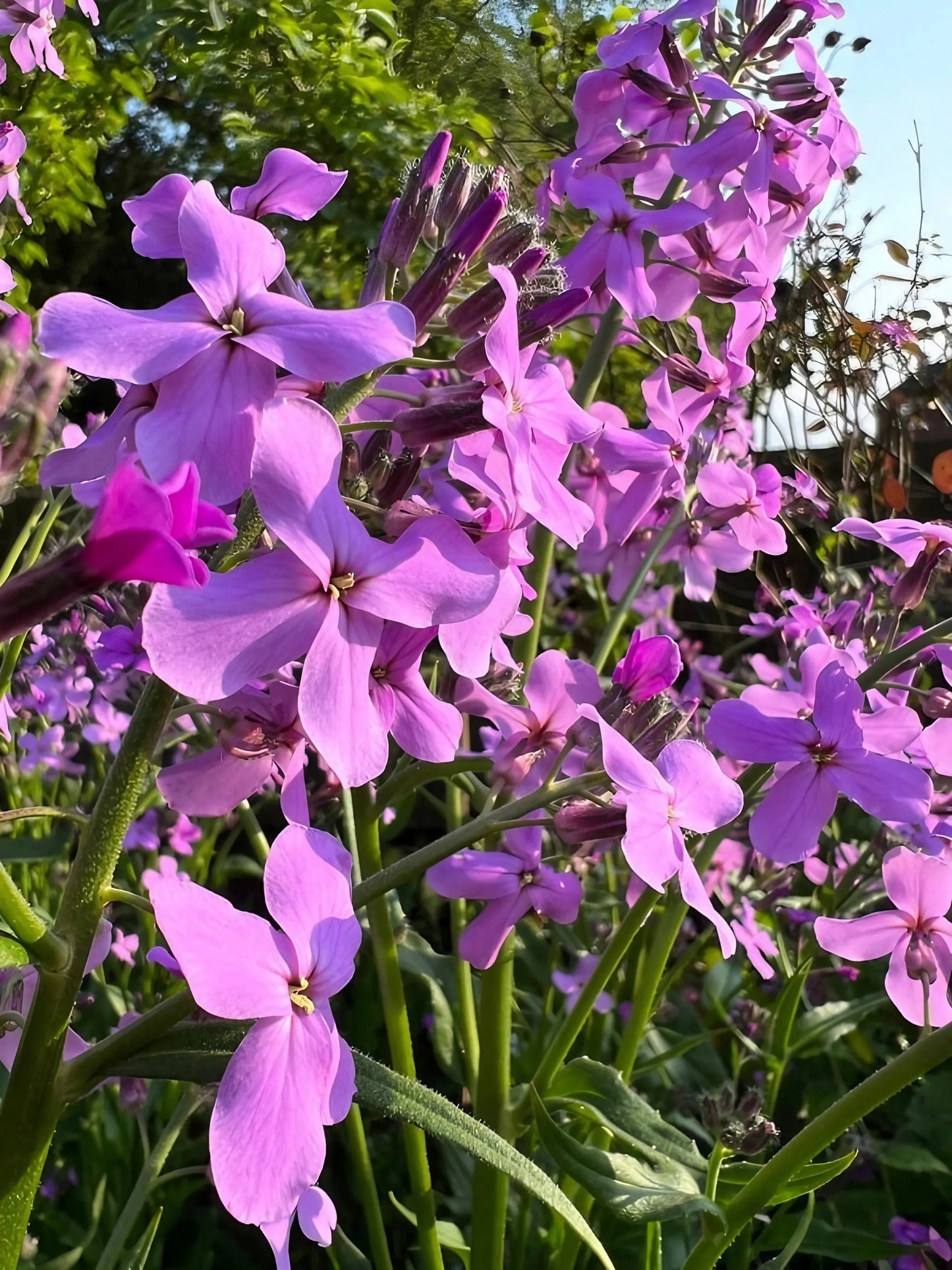 Hesperis matronalis Purple (Sweet Rocket)