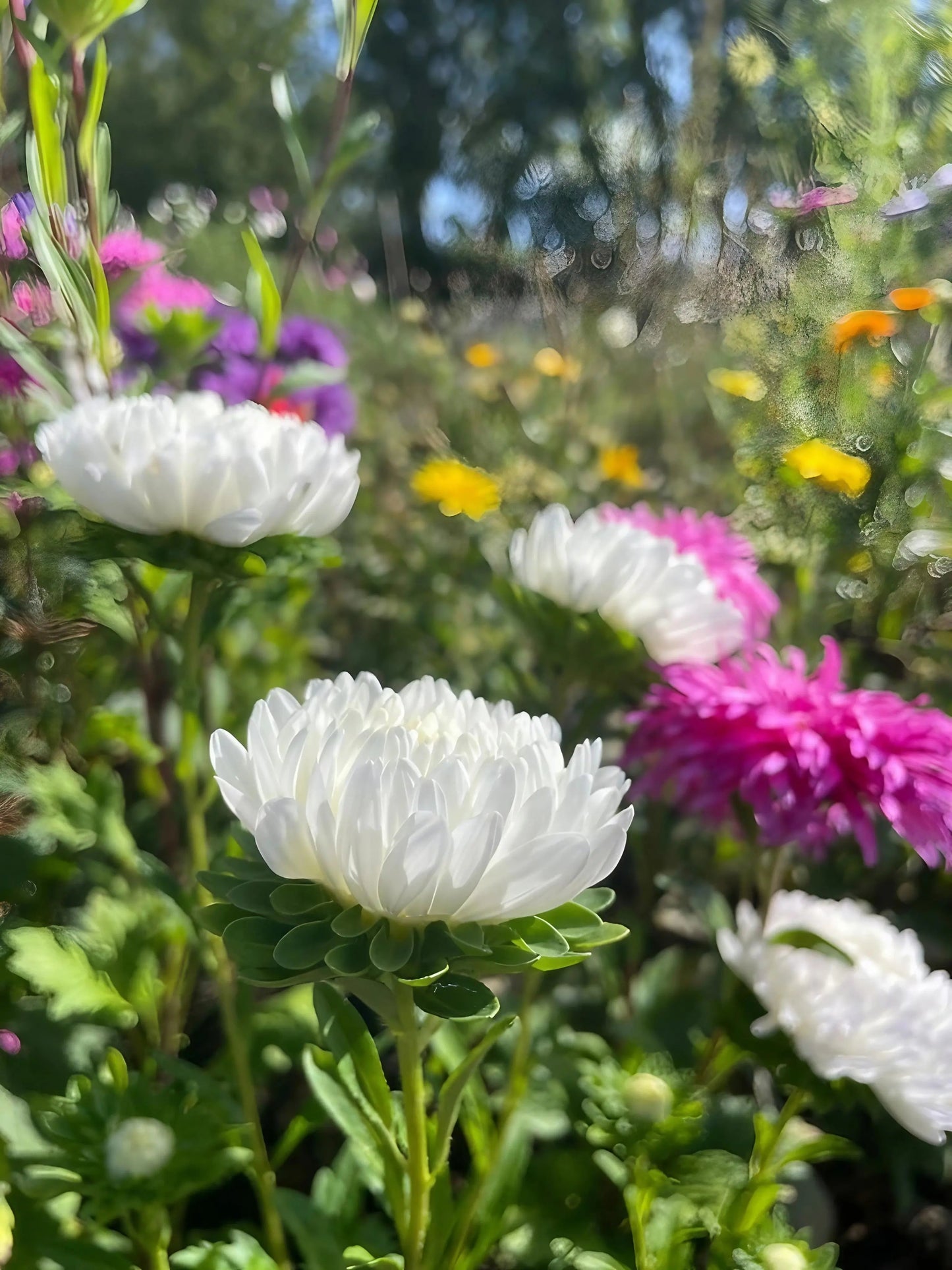 Aster China Peony Mix