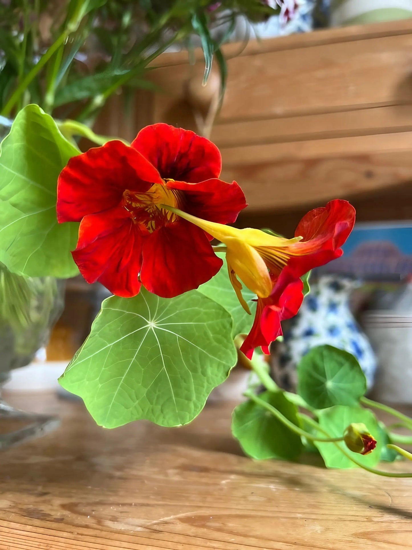 Nasturtium Tom Thumb