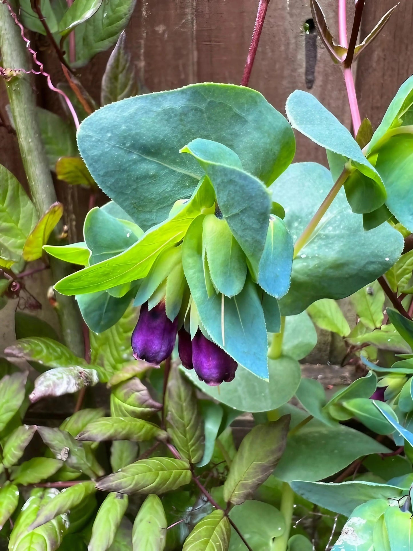 Cerinthe major Purpurascens