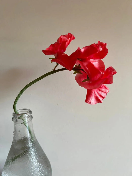 Sweet Pea Parfume Edith Flanagan